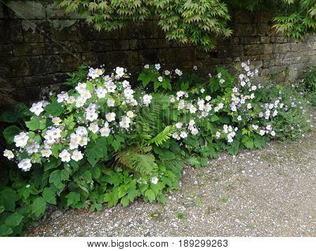 A patch of white flowers against a brick background.