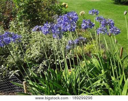 A patch of beautiful purple flowers at Borde Hill Garden on a bright and sunny day.