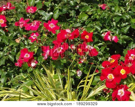 A patch of beautiful pink flowers on a bright and sunny day.
