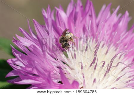 Macro photo of a bee close up. A bee collects nectar from flower Asters. Bee on a flower. Macro photo of an insect in summer Sunny day.