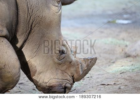 Big rhinoceros posing on camera Singapore south east asia