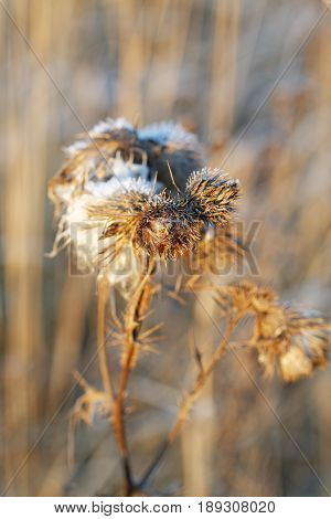 Dry Thistles Illuminated By The Sun In The Autumn Day