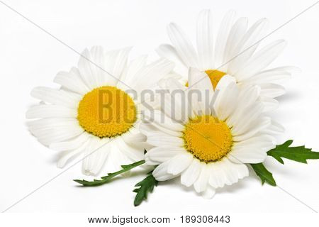 Chamomile Or Camomile Flowers Isolated On White Background
