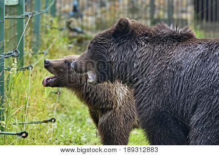 Muzzles of two brown old bears wet after a rain in open-air cage for sick wild animals protection