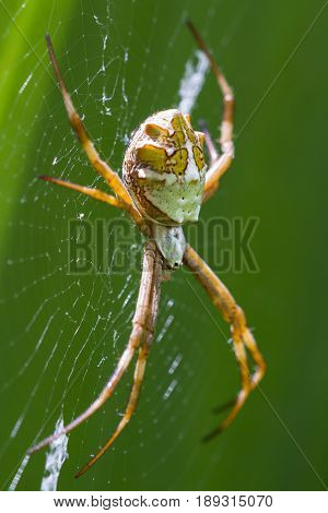 Large Tropical Spider