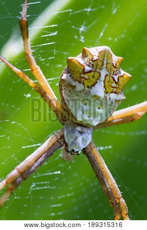 Large Tropical Spider