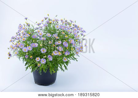 Brachyscome Flowers With Purple Extensions And Yellow Center In A Dark Pot Isolated On White Backgro