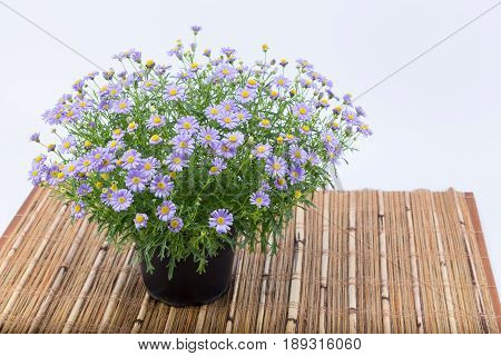 Brachyscome Flowers With Purple Extensions And Yellow Center (asteraceae) In A Dark Pot On A Bamboo