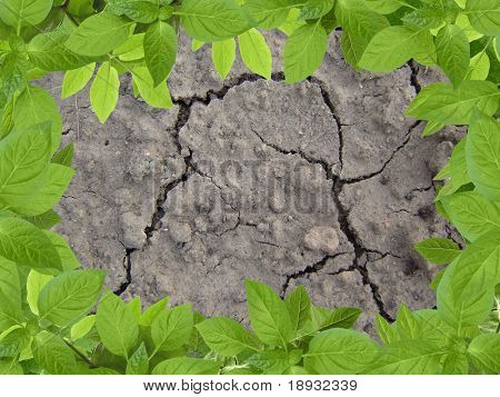 cracky 토양 & 녹색 braird 프레임