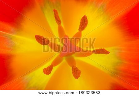 Tulip flower close up of inside macro shot for wallpaper