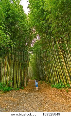 Looking up into a Bamboo Forest in Oconaluftee Islands Park in Cherokee North Carolina