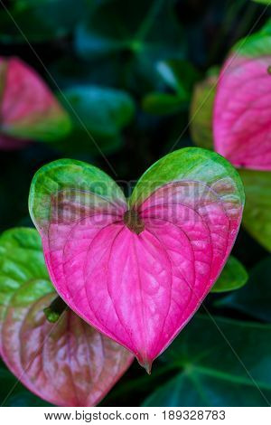 Anthurium Also Known As Tailflower, Flamingo Flower And Laceleaf
