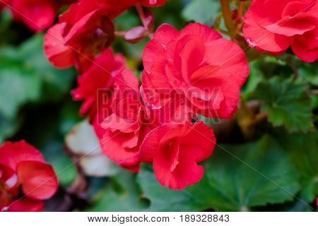 Numerous Bright Flowers Of Tuberous Begonias (begonia Tuberhybrida) In Garden