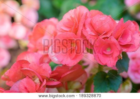 Numerous Bright Flowers Of Tuberous Begonias (begonia Tuberhybrida) In Garden