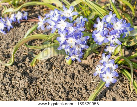 Beautiful Fresh Blue Spring Flowers