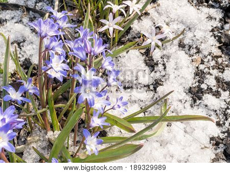 Beautiful Fresh Blue Spring Flowers