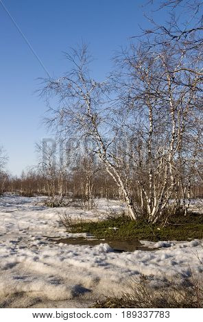 Birch Grove and blue sky in early spring