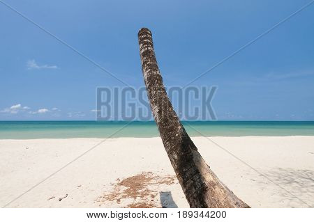 Dead tree (coconut ) on white beach