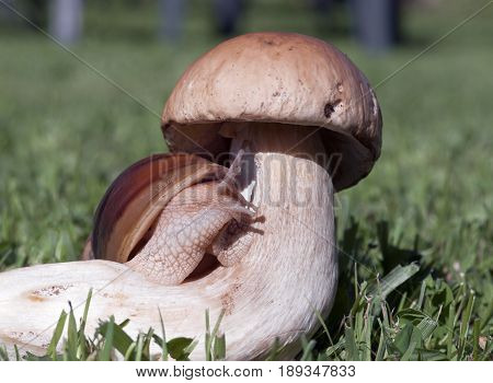 giant snail of Achatina immaculata sitting on a big mushroom and looking forward, close-up