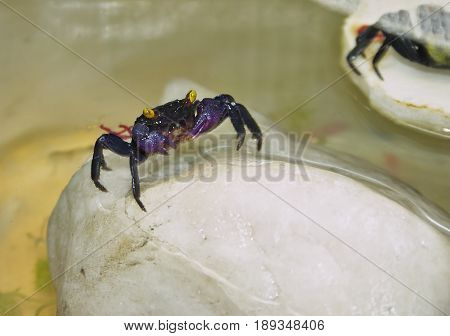 Freshwater crab Geosesarma dennerle on white stone