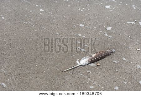 gull feather on the sand with water