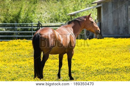 Horse at a Farm in Northern Californa, Color Image