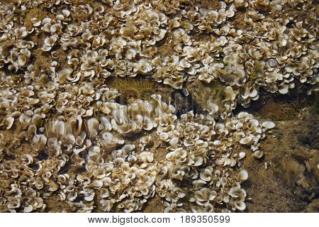 sea bottom near the shore view from above