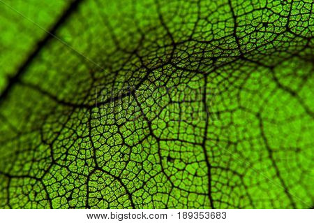 Texture of the leaf, close-up / macro photography