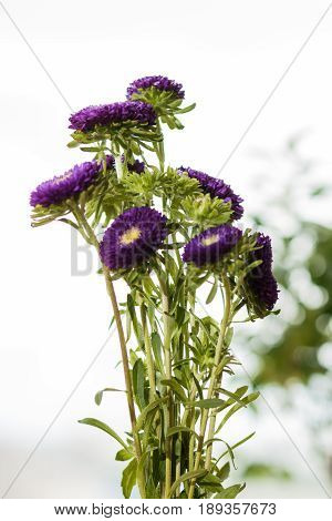 Purple Asters In A Vase On A Windowsill