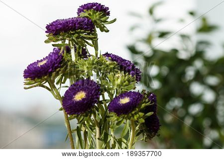 Purple Asters In A Vase On A Windowsill