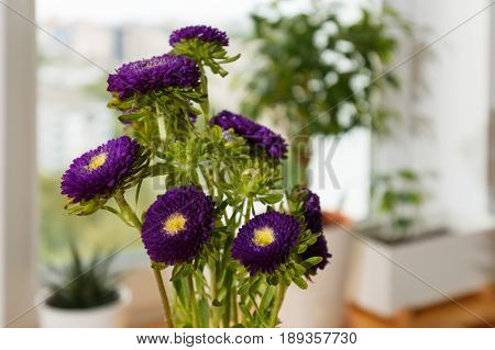 Purple Asters In A Vase On A Windowsill