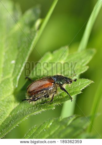 Garden Chafer Beetle