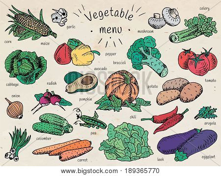 vegetable menu, garlic, mushroom, tomato, arugula, cucumber, pepper,  corn, carrot, potato, broccoli, avocado, radish, chili, pumpkin, eggplant, celery, onion, maize, cabbage, leek, pea