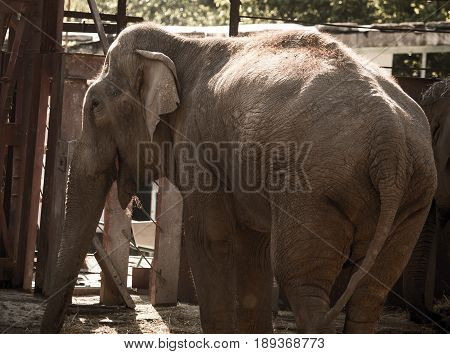 Big elephant in a park in the nature .
