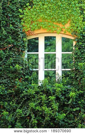 old white muntin window surrounded by ivy