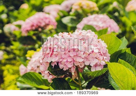 Branch Of Light Pink Hydrangea Blooming In The Garden