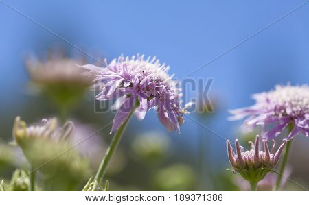 Flora Of Gran Canaria -  Pterocephalus Dumetorum