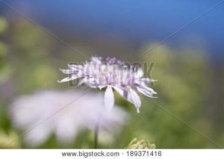 Flora Of Gran Canaria -  Pterocephalus Dumetorum