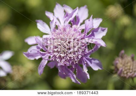 Flora Of Gran Canaria -  Pterocephalus Dumetorum