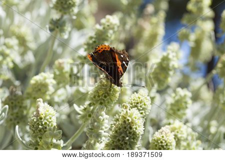Flora Of Gran Canaria - Sideritis Dasygnaphala