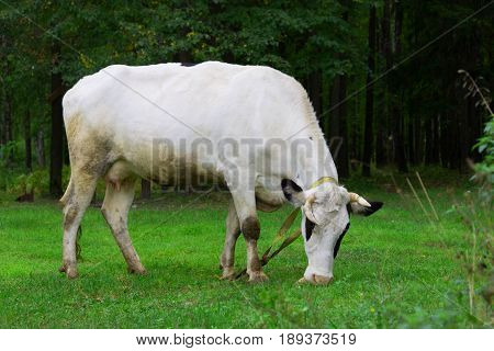 Cow Grazing On A Meadow