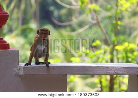 A Macaque Sits At Sunset