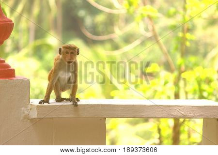 A Macaque Sits At Sunset