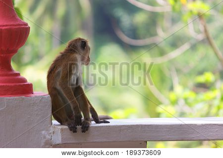 A Macaque Sits At Sunset