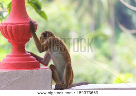 A Macaque Sits At Sunset