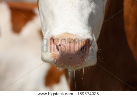 Closeup shot of a Cow in Allgau. Germany
