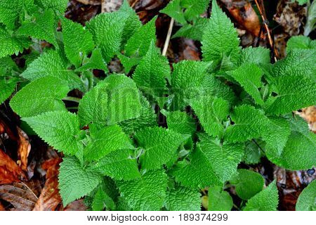 Spring Landscape In Poiana Brasov. Road To The Winter And Touristic Station Poiana Brasov, 12 Km Fro