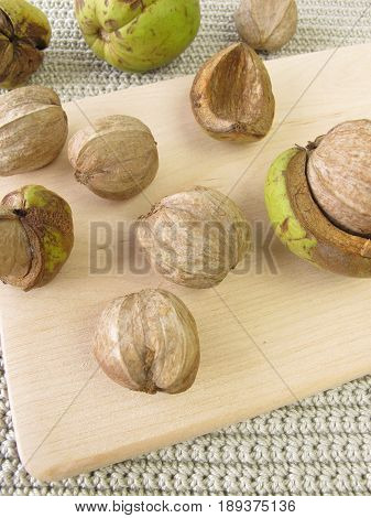 Shellbark hickory nuts on wooden board, carya laciniosa