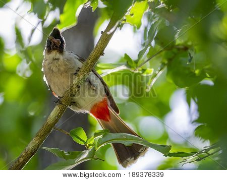 Image of bird on a branch on nature background. Animal. (Perched Red-vented Bulbul Pycnonotus cafer)