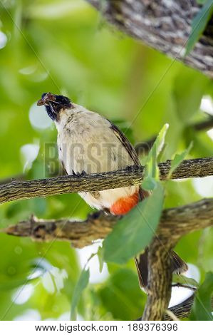 Image of bird on a branch on nature background. Animal. (Perched Red-vented Bulbul Pycnonotus cafer)